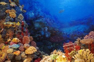 Coralul roșu: un simbol al vitalității, ambiției și energiei. Descoperă proprietățile uimitoare ale acestei pietre