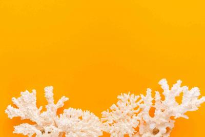 Coral alb: dezvaluirea misterelor marilor si informatii utile despre aceasta piatra cu puteri vindecatoare