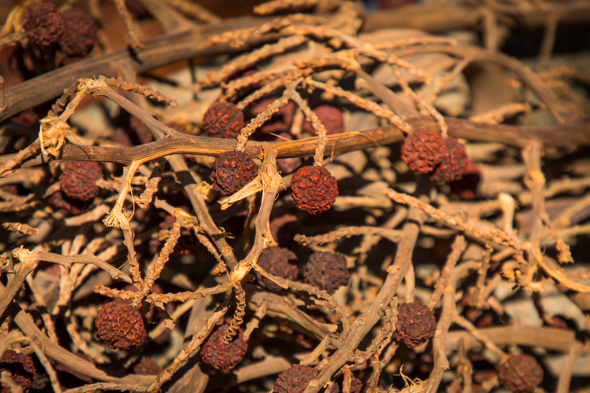 Rudraksha